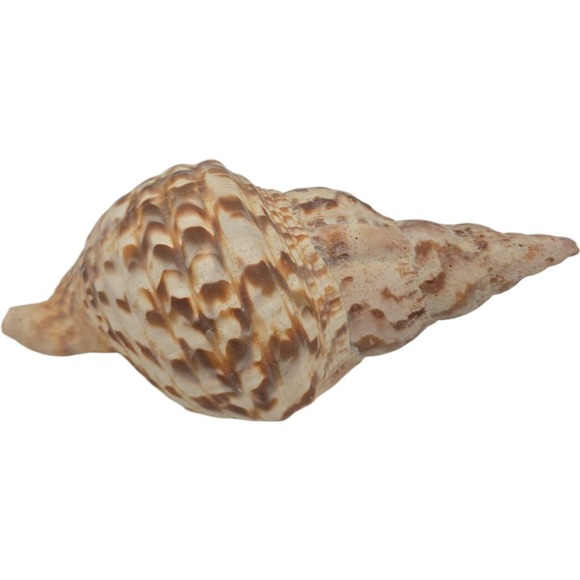 Triton's trumpet shell Charonia tritonis 7.5" - Picture 3 of 7